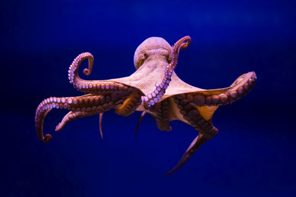 Kraken market ссылка
